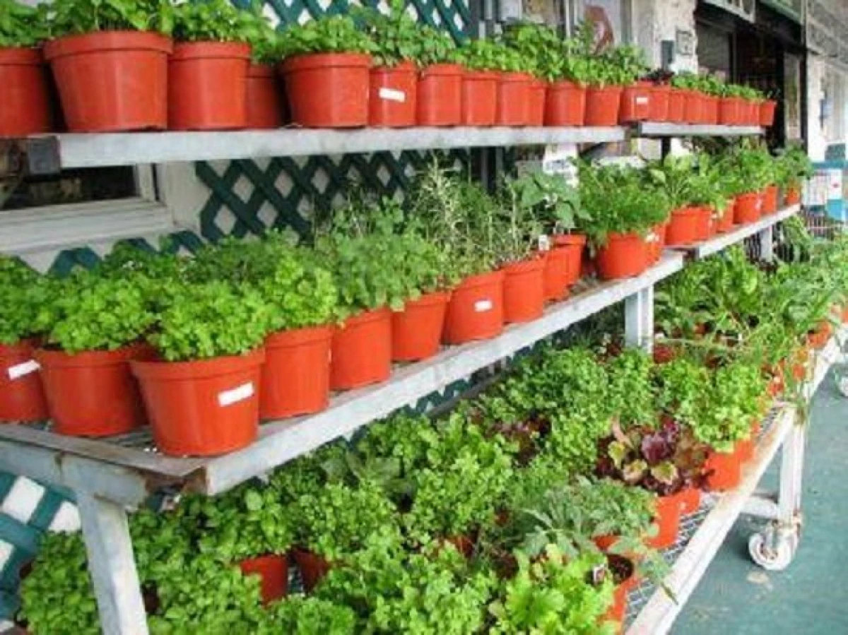 10 noi plante legumicole, aclimatizate în România