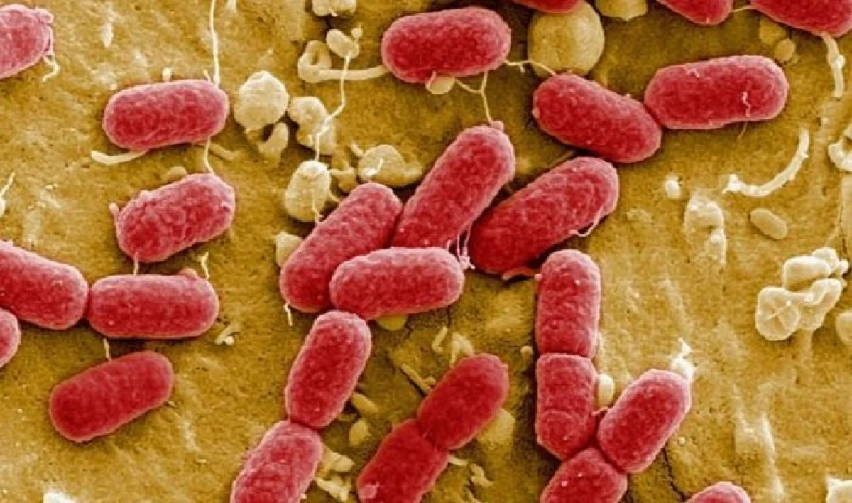 12 britanici au murit după ce s-au infectat cu o bacterie rară