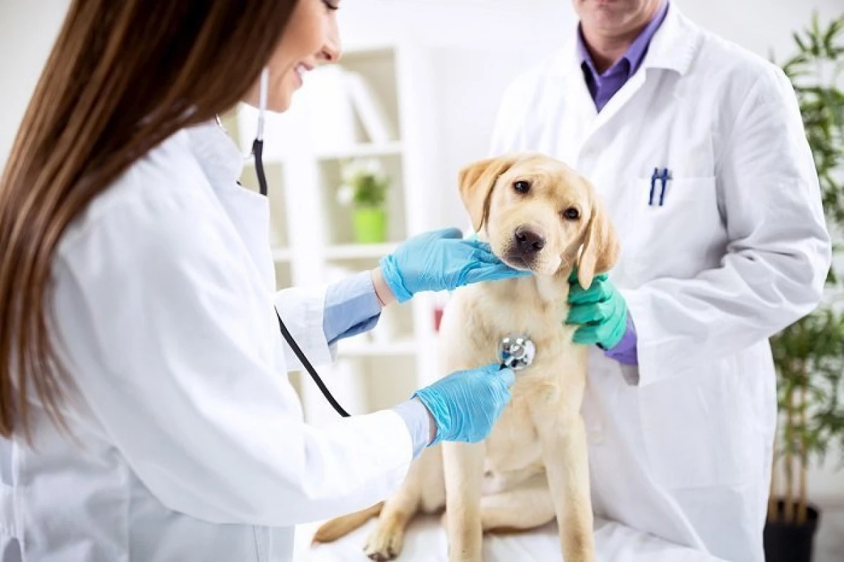 15 mai - Ziua naţională a medicului veterinar