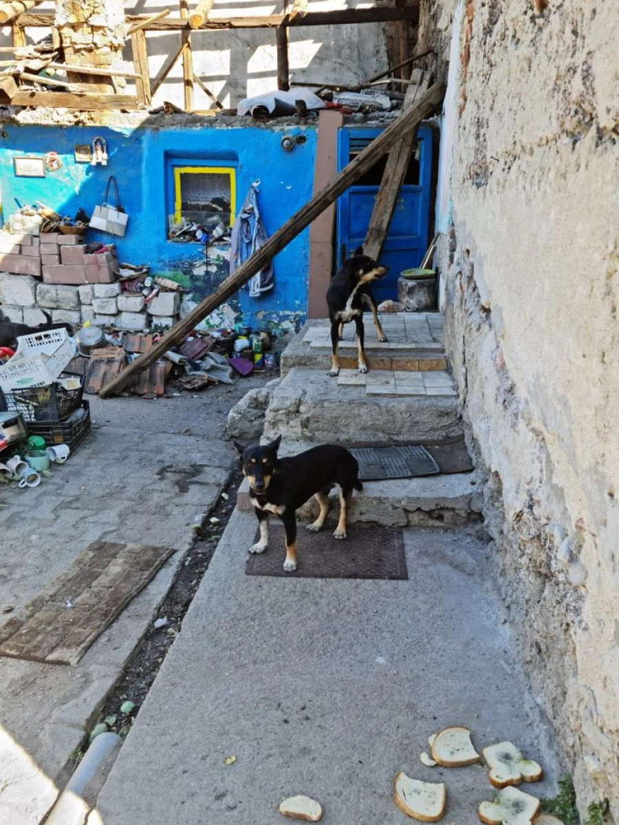 16 câini salvați de polițiștii Biroului Pentru Protecția Animalelor