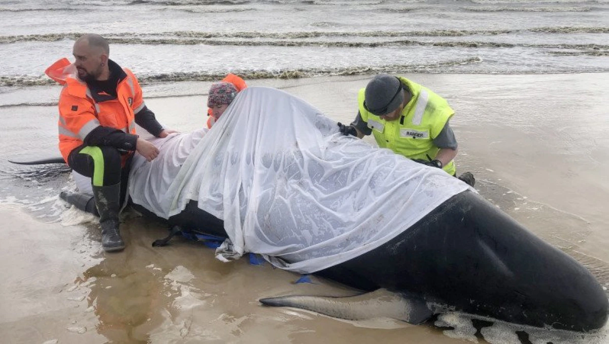 380 de balene au murit după ce au eşuat într-un golf din Tasmania
