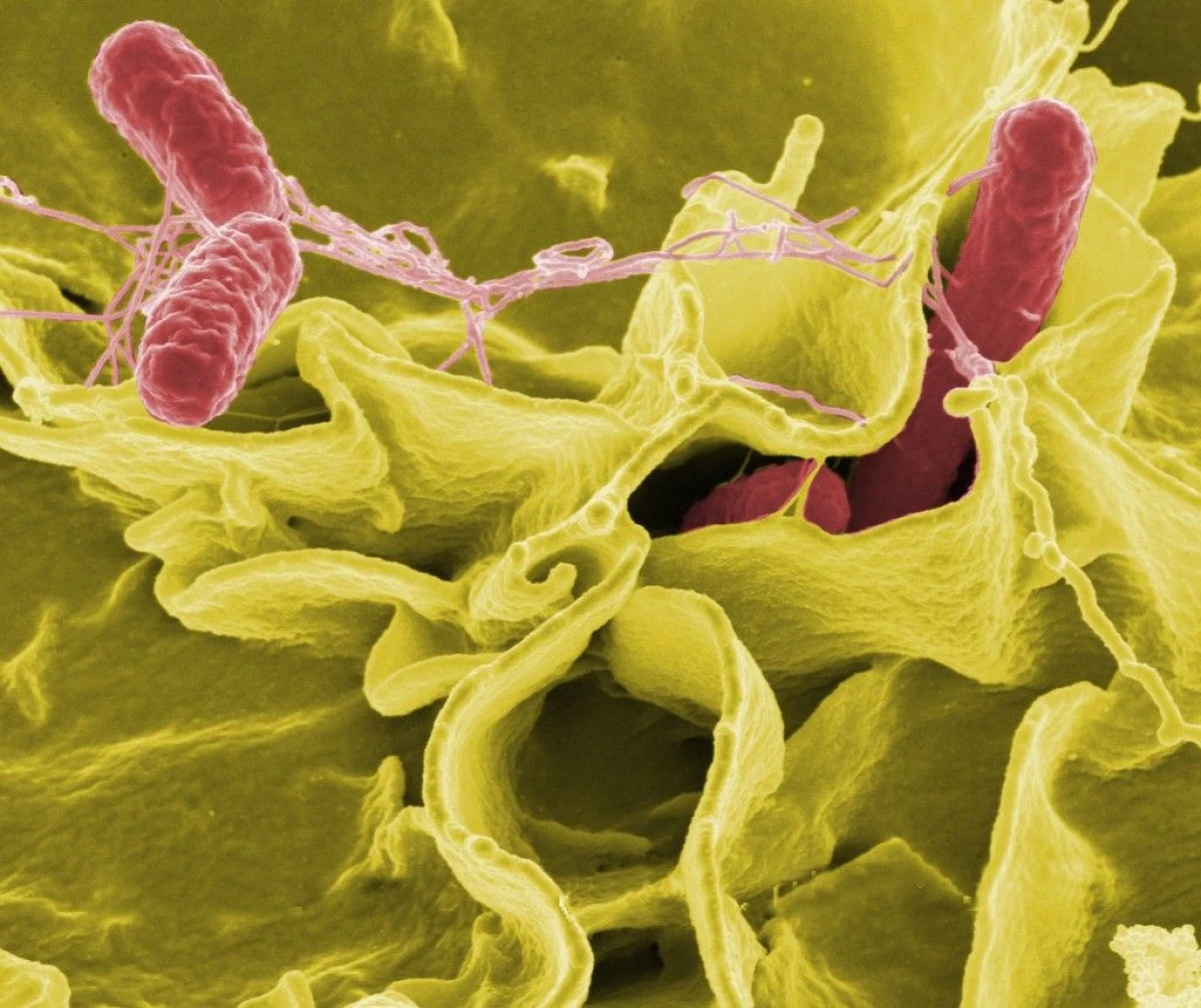 5 BACTERII CARE TE POT UCIDE