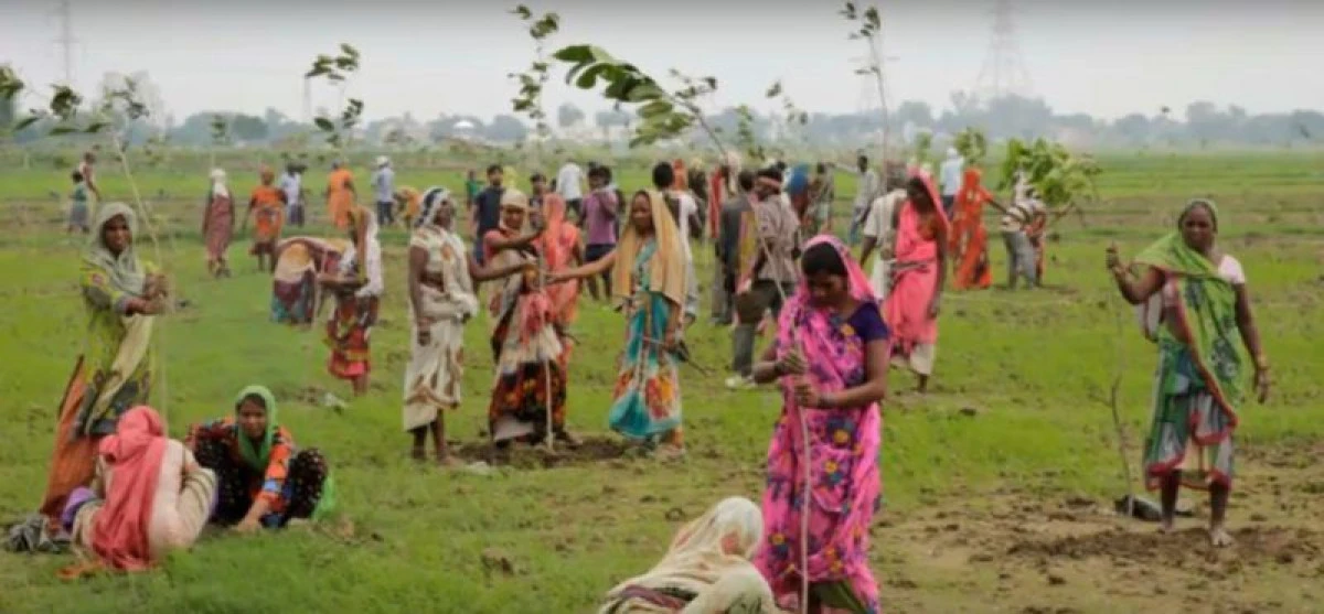 50 DE MILIOANE DE COPACI, PLANTAȚI ÎN INDIA ÎN DOAR 24 DE ORE