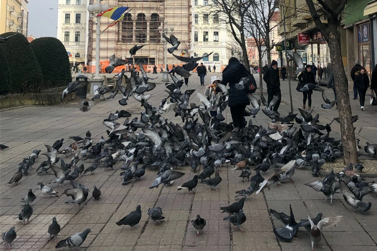 500 de lei amenda dacă hrănești porumbeii în Timișoara