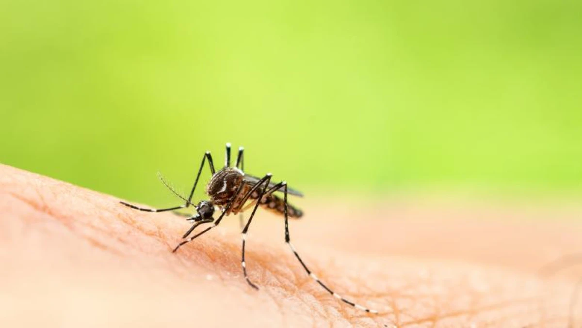750 de milioane de țânțari modificați genetic vor fi eliberați în Florida