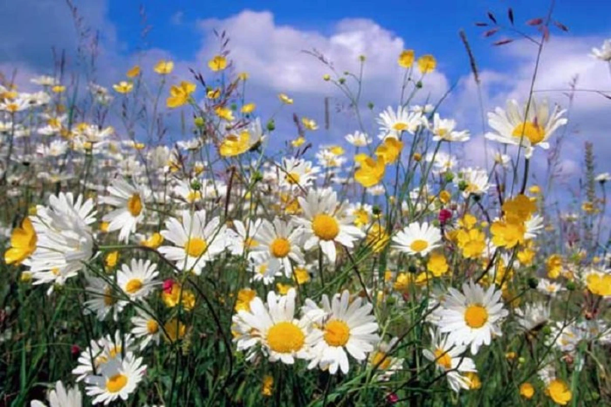 8 plante gratuite cu puteri vindecătoare