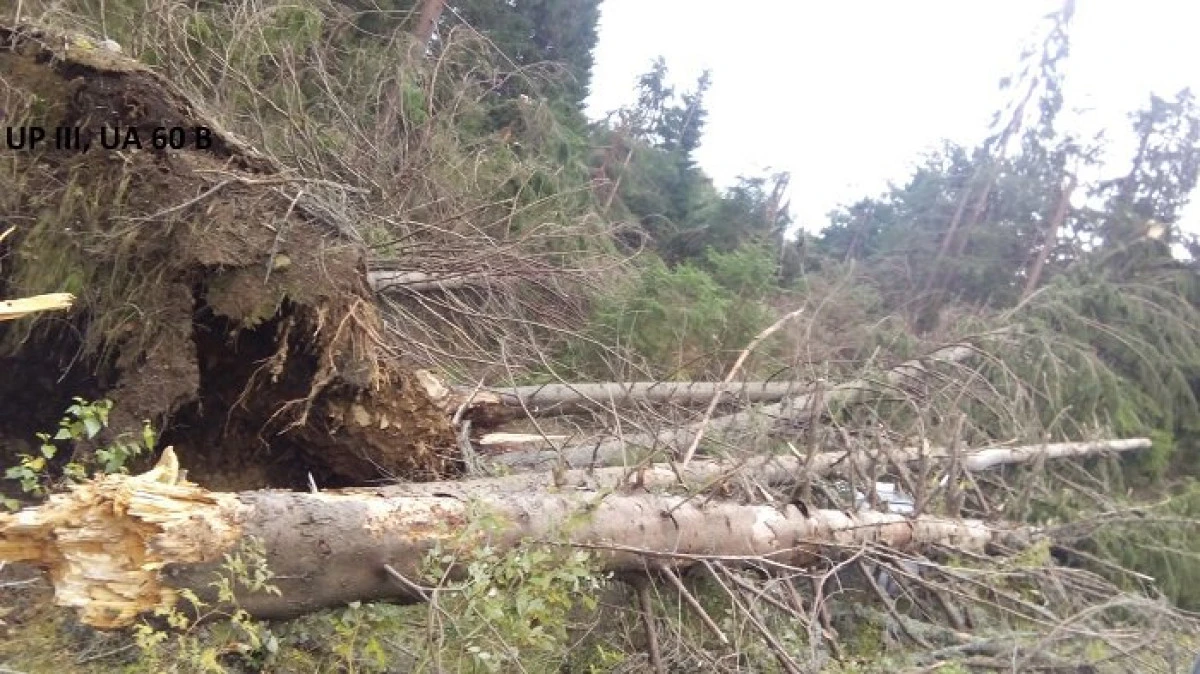 85.000 de metri cubi de arbori doborâți în Arad, în urma vijeliei de duminică