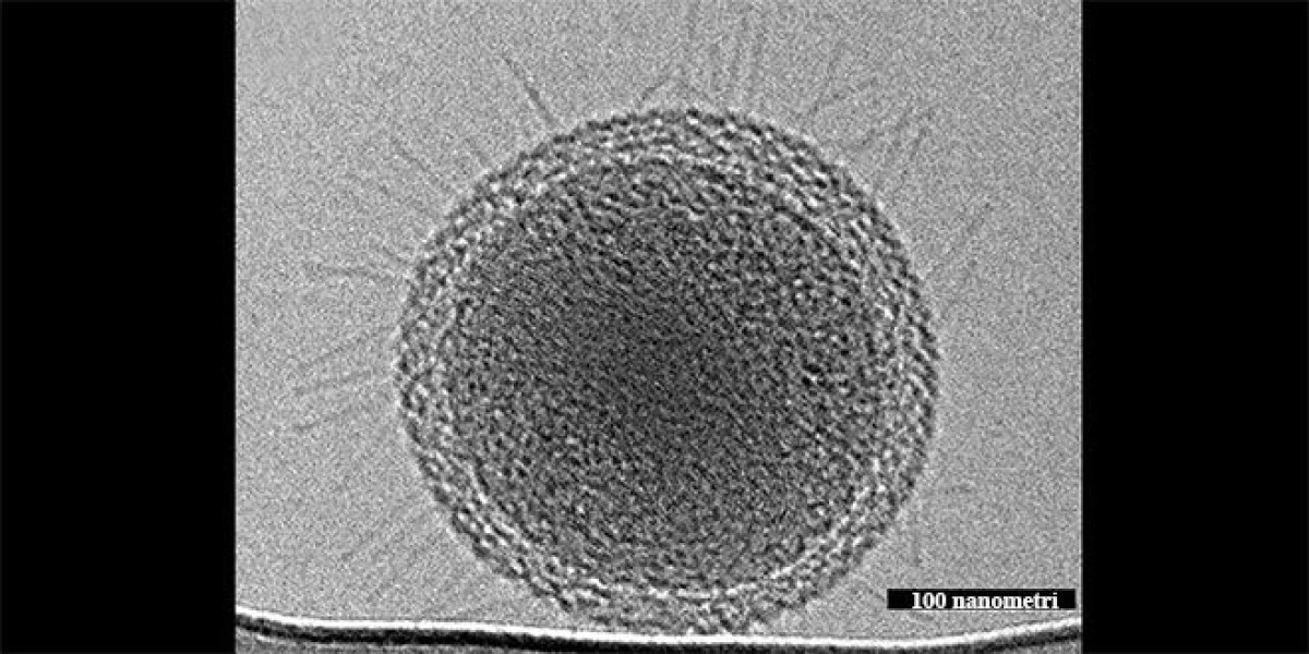 A FOST DESCOPERITA CEA MAI MICA FORMA DE VIATA DE PE PAMANT - O BACTERIE