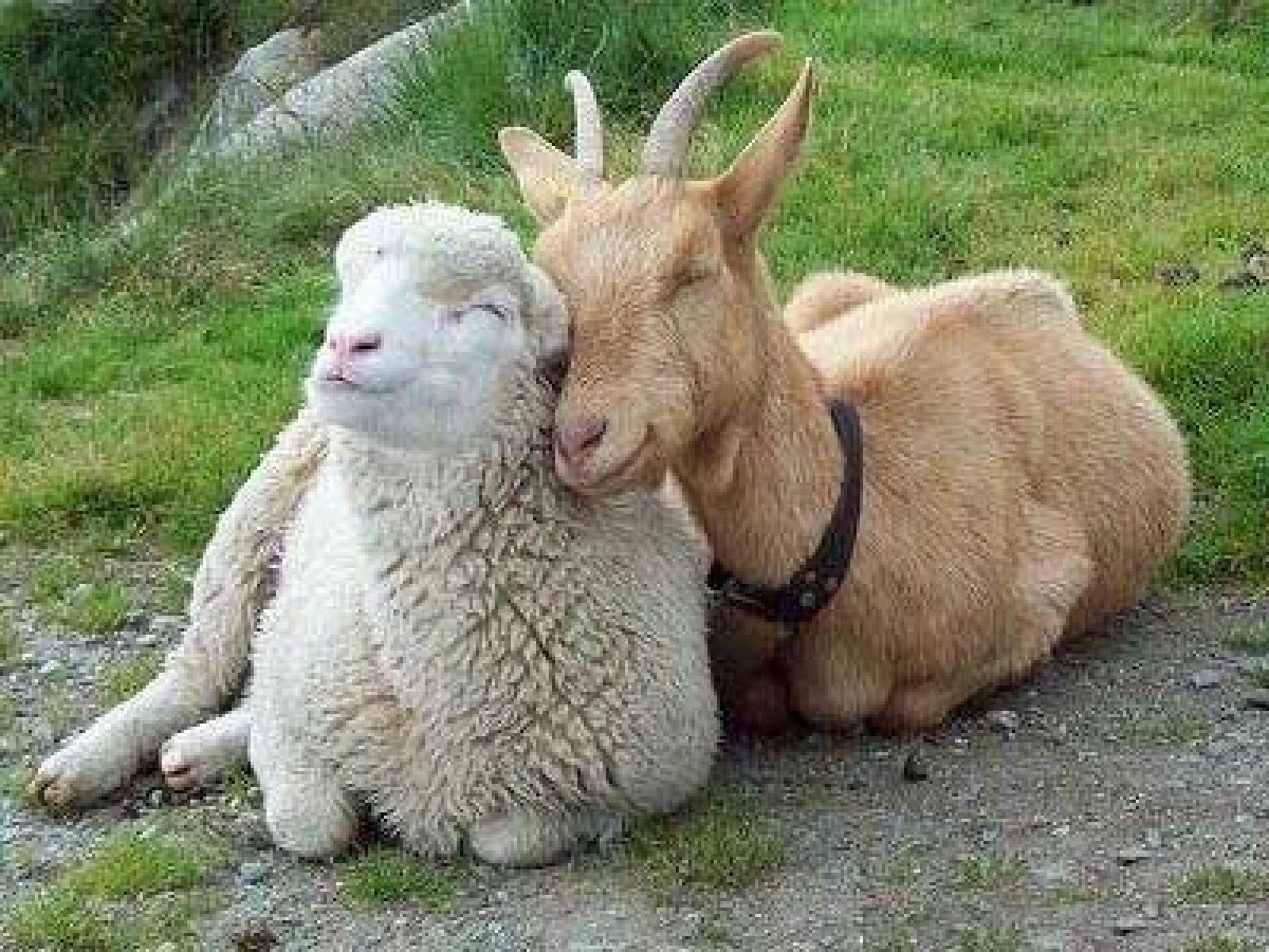 A FOST MODIFICATA PERIOADA DE RETENTIE LA OVINE SI CAPRINE