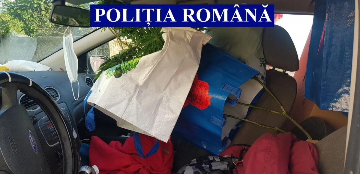 A fugit de polițiști și a derapat în șanț. Mașina era plină de ghivece cu cannabis