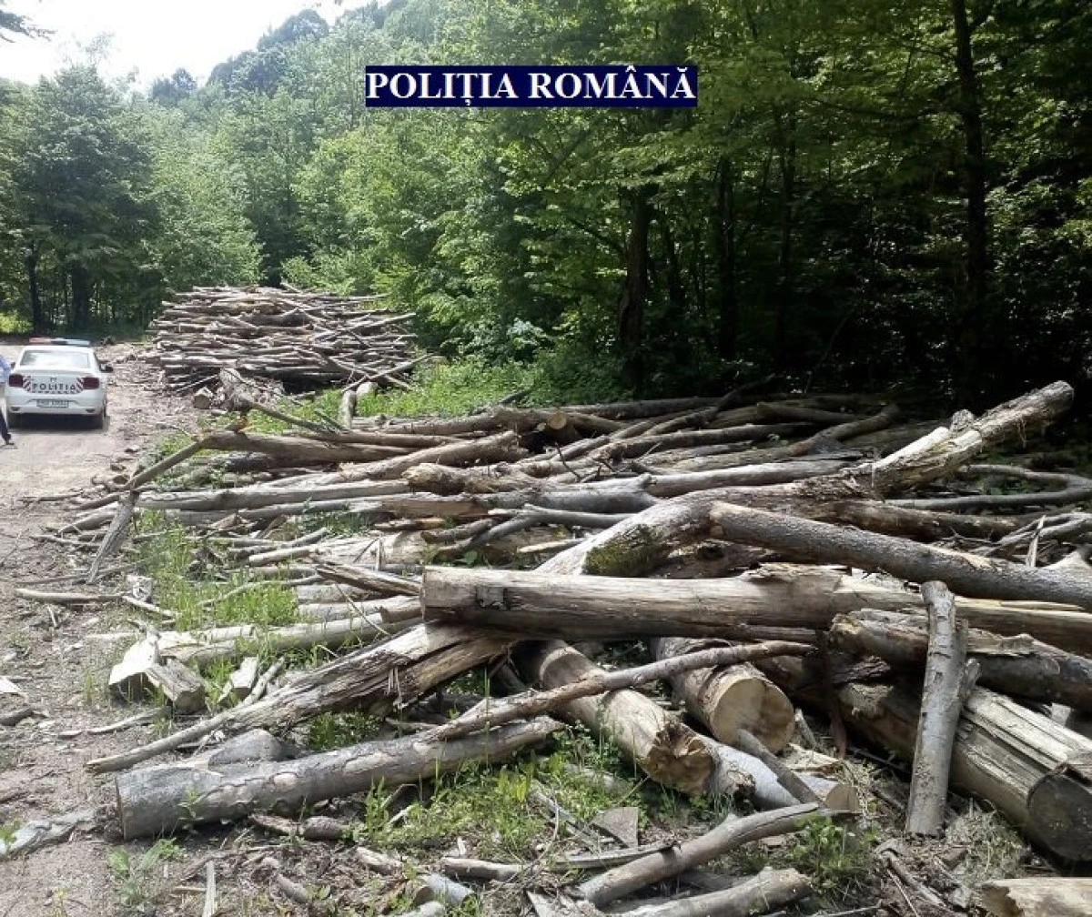 A furat arbori din pădurea de la Archiș