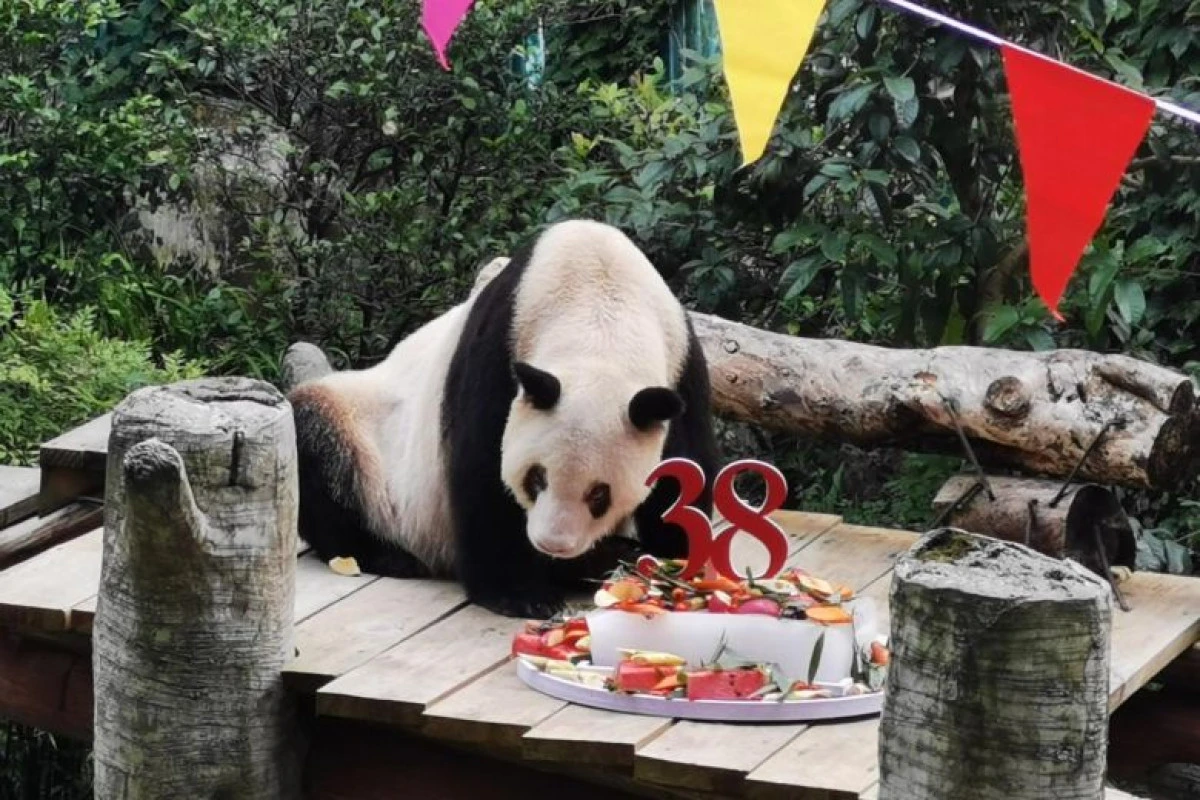 A murit cel mai vârstnic panda din captivitate