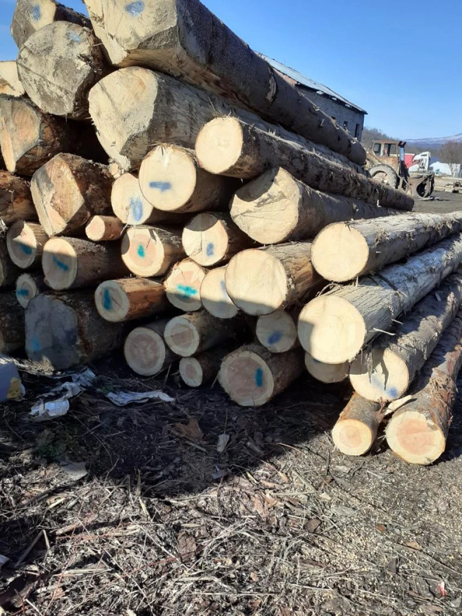 A tăiat 34 de arbori de pe pășunea din Avram Iancu