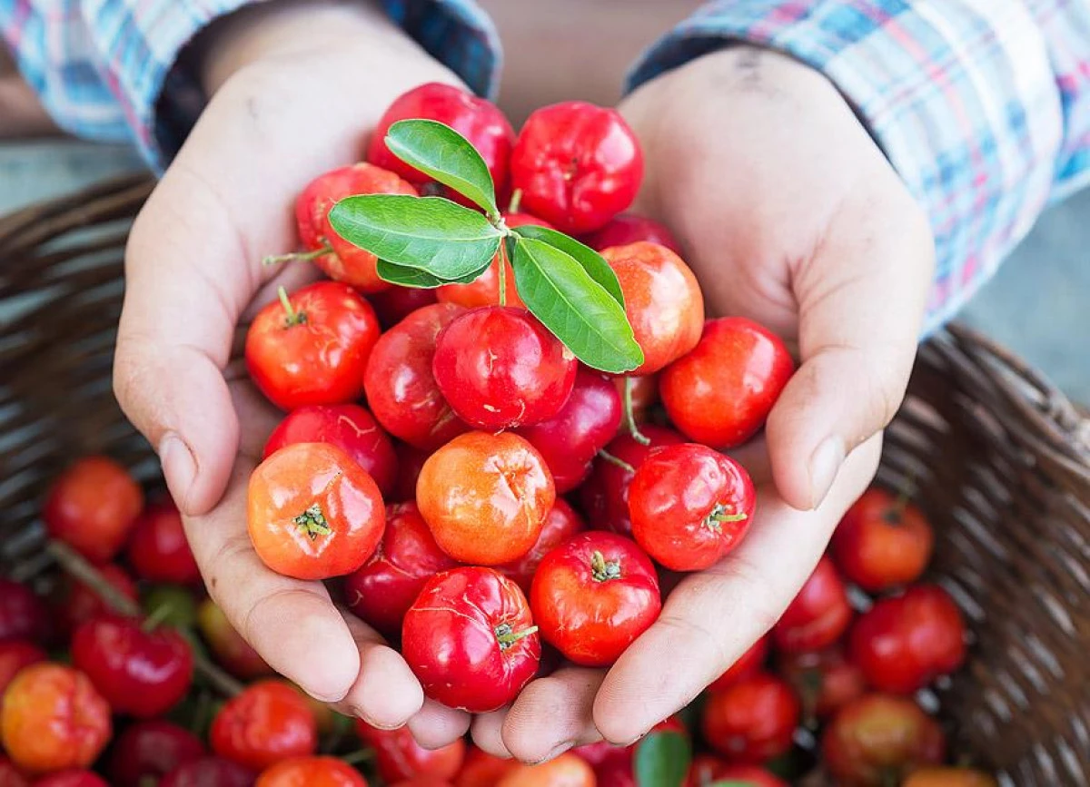 Acerola este cel mai puternic antioxidant