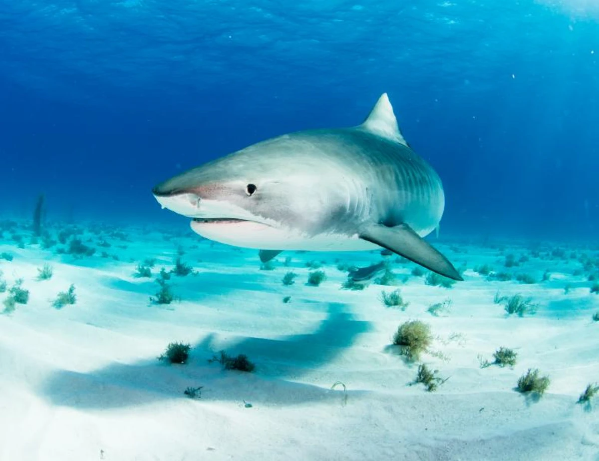 Aciditatea oceanelor, un pericol pentru rechini