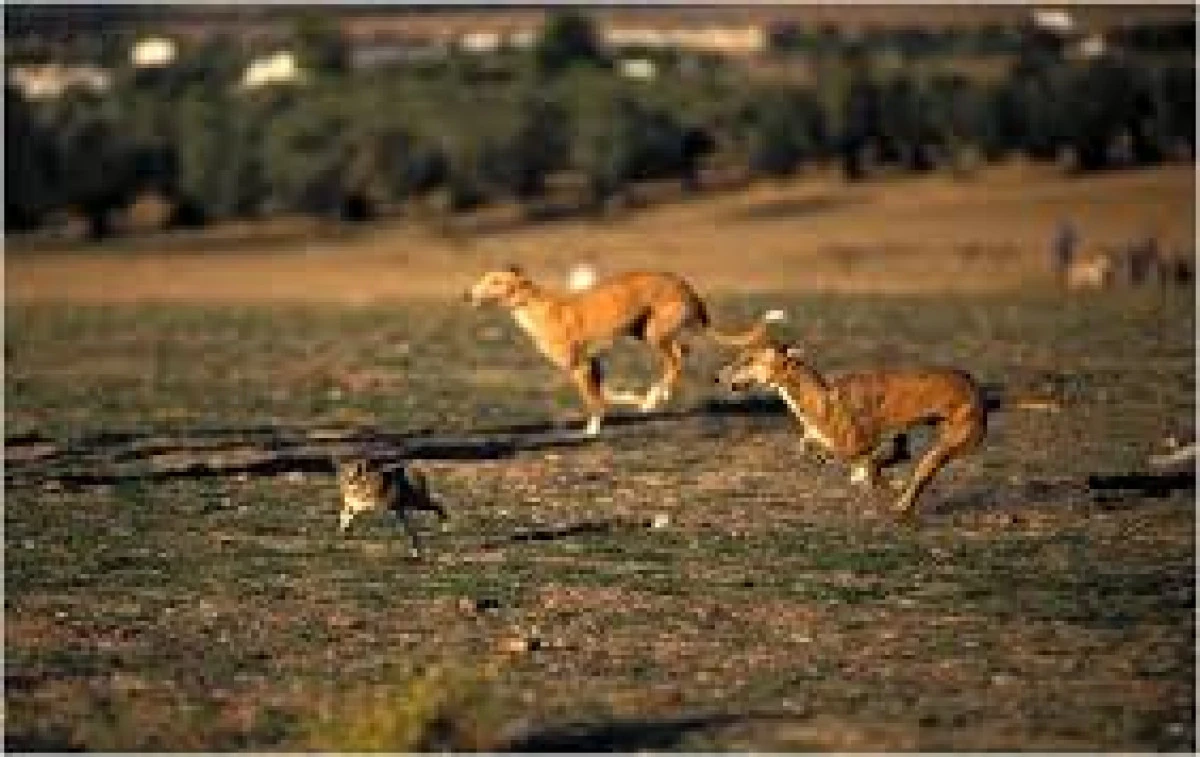 Acte de cruzime pe animale, săvârșite de un tânăr de 25 de ani din Sintea Mare