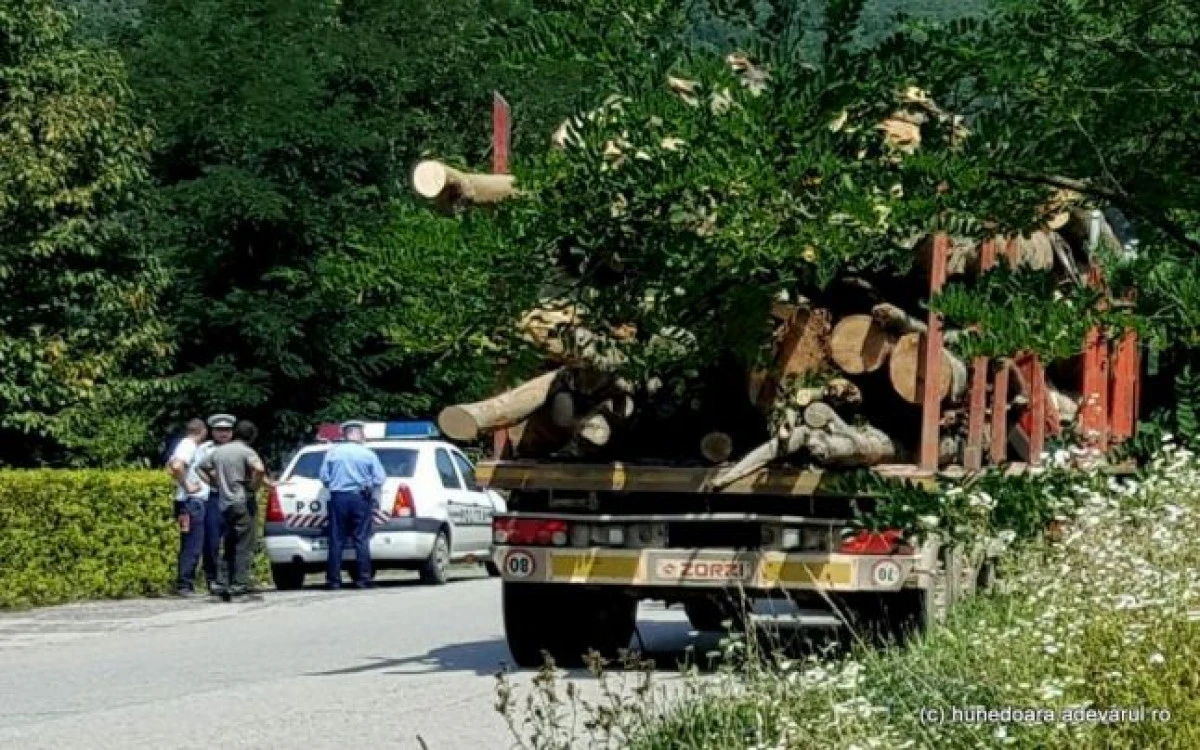Acțiune a polițiștilor arădeni, pentru combatarea comerțului ilicit cu material lemnos
