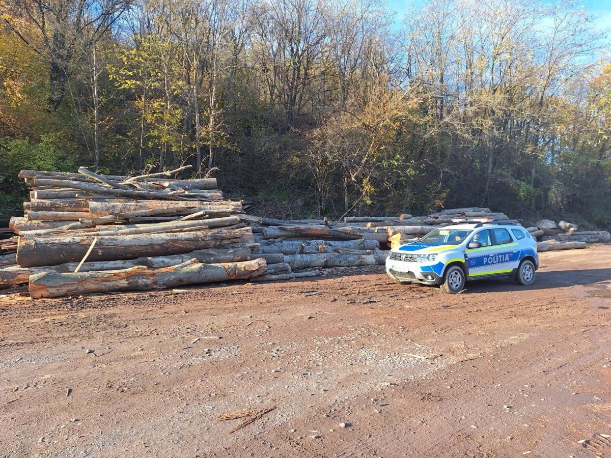 Acțiune de amploare în zona Sebiș. Polițiștii au confiscat 40 de metri cubi de material lemnos