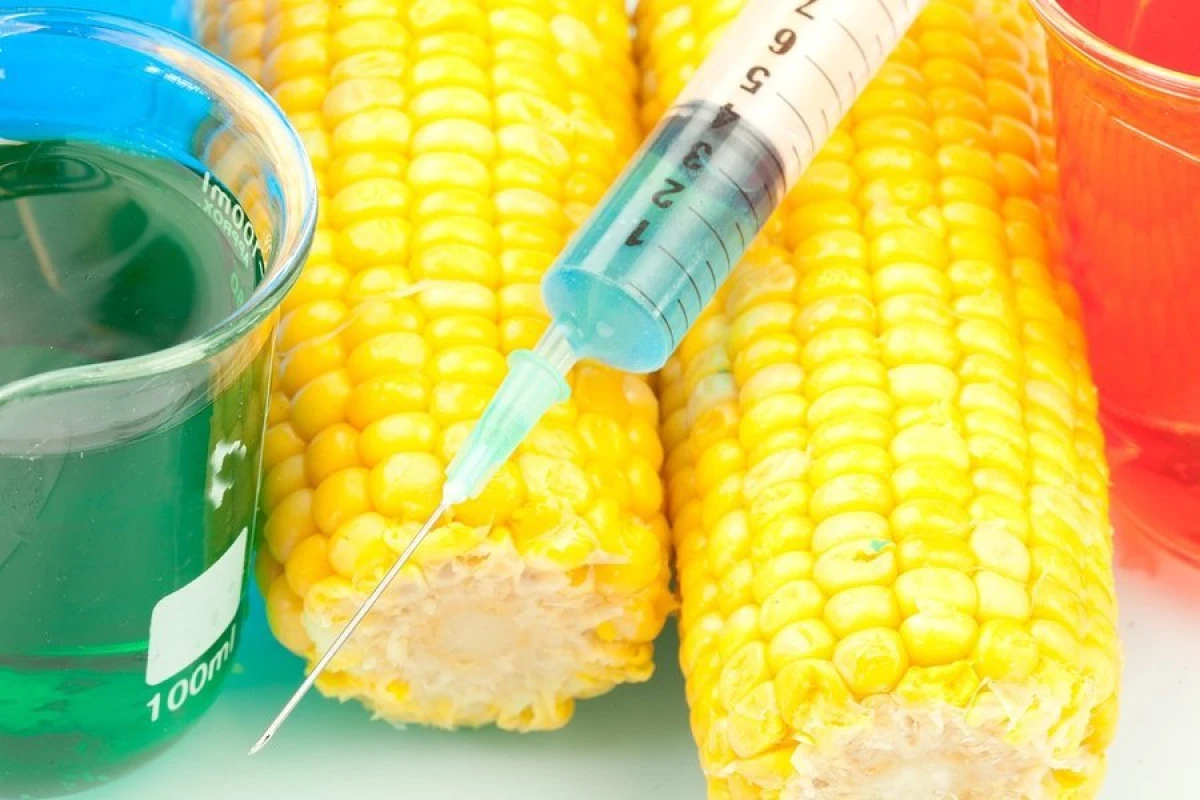 Adevărul din spatele alimentelor modificate genetic