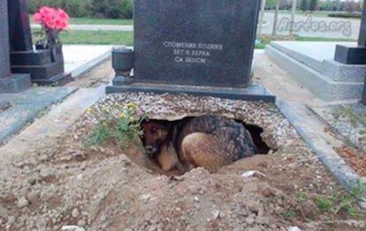 Adevărul din spatele imaginii virale cu câinele care trăia sub o piatră funerară