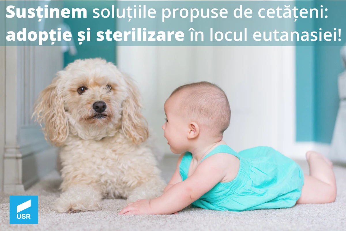 Adopție și sterilizare în locul eutanasiei! Asta doresc iubitorii de animale din Arad