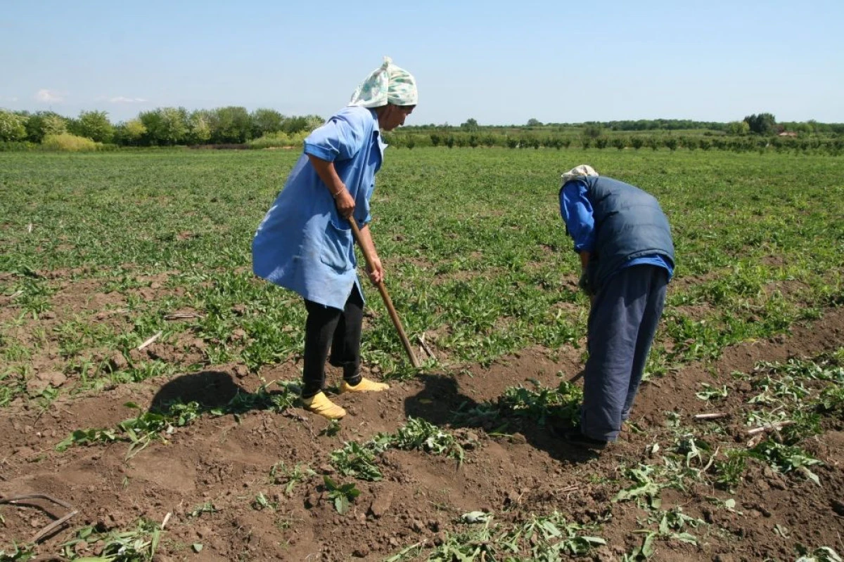 AGRICULTORII DIN SECTORUL ECOLOGIC POT DEPUNE CERERILE PENTRU AJUTORUL DE MINIMIS PANA PE 5 IULIE