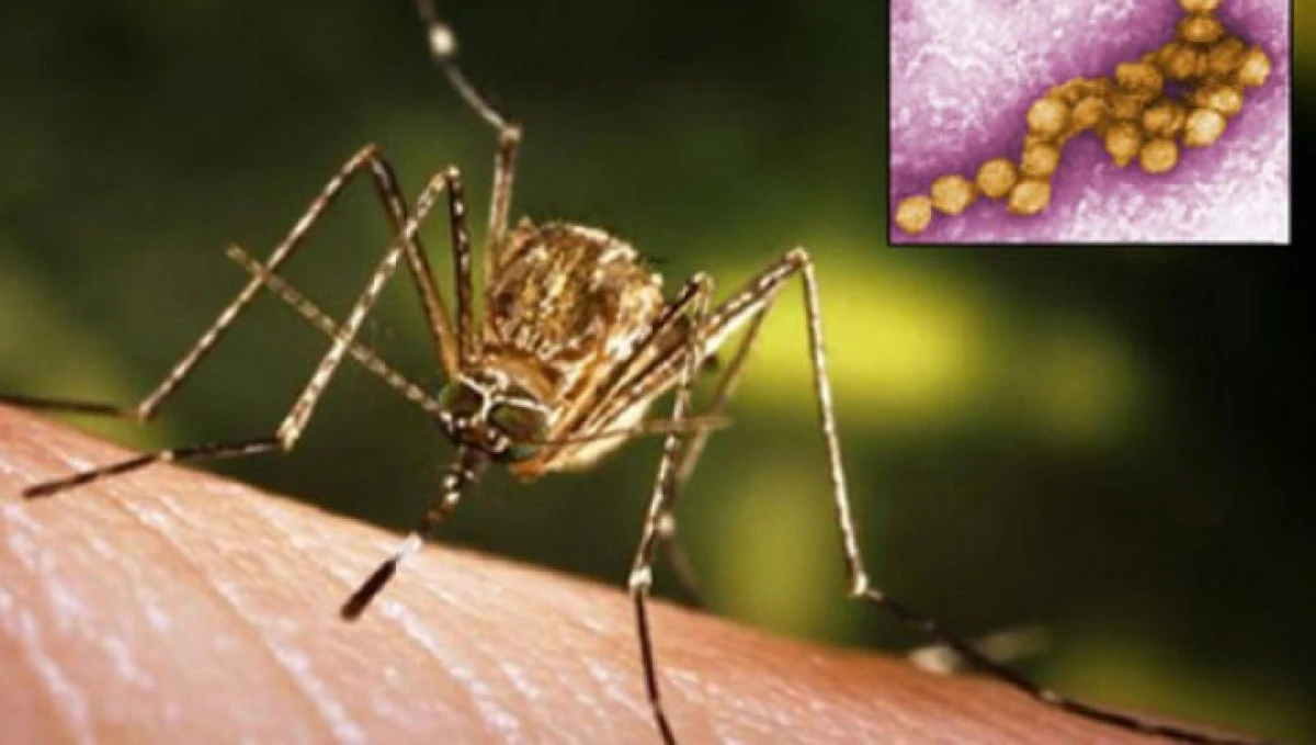 Alertă medicală în Bucureşti din cauza virusului West Nile