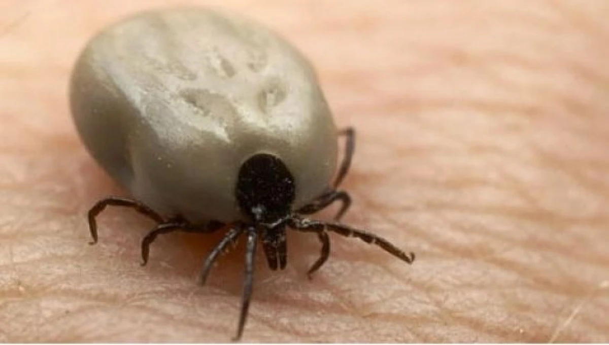 ALERTĂ PENTRU BOALA LYME. MARE ATENŢIE LA CĂPUŞE!