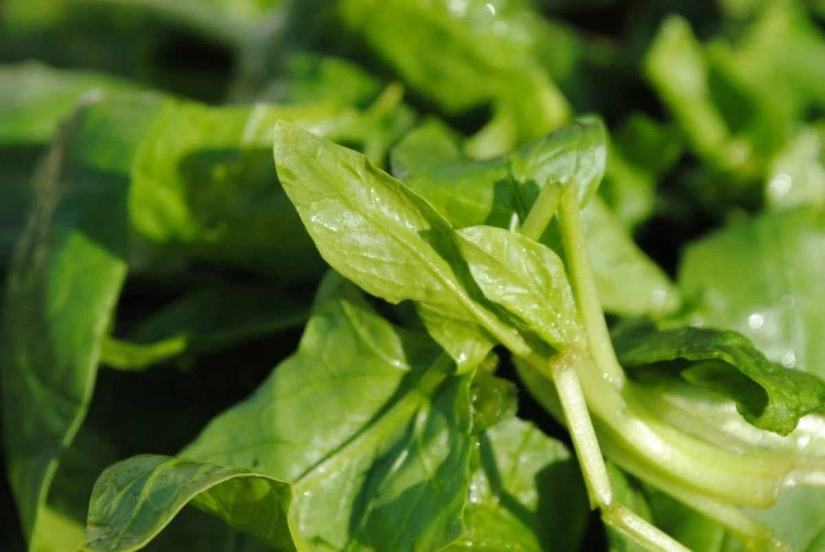 ALIMENTUL-MINUNE CARE SCADE POFTA DE DULCIURI SI FAST-FOOD