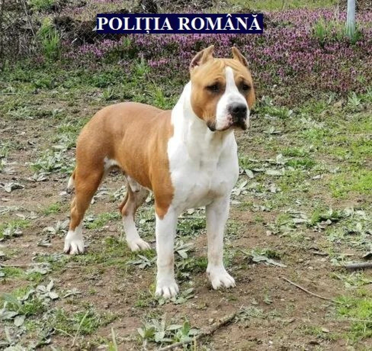 Amenzi pentru deținătorii de câini periculoși