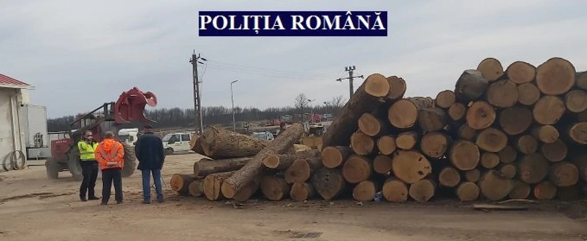 Amenzi pentru firmele de exploatare a lemnului din Sebiș și Cuied