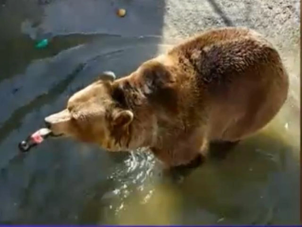 Amuzament cu orice preț! Animale de la Zoo, hrănite cu snacksuri și suc