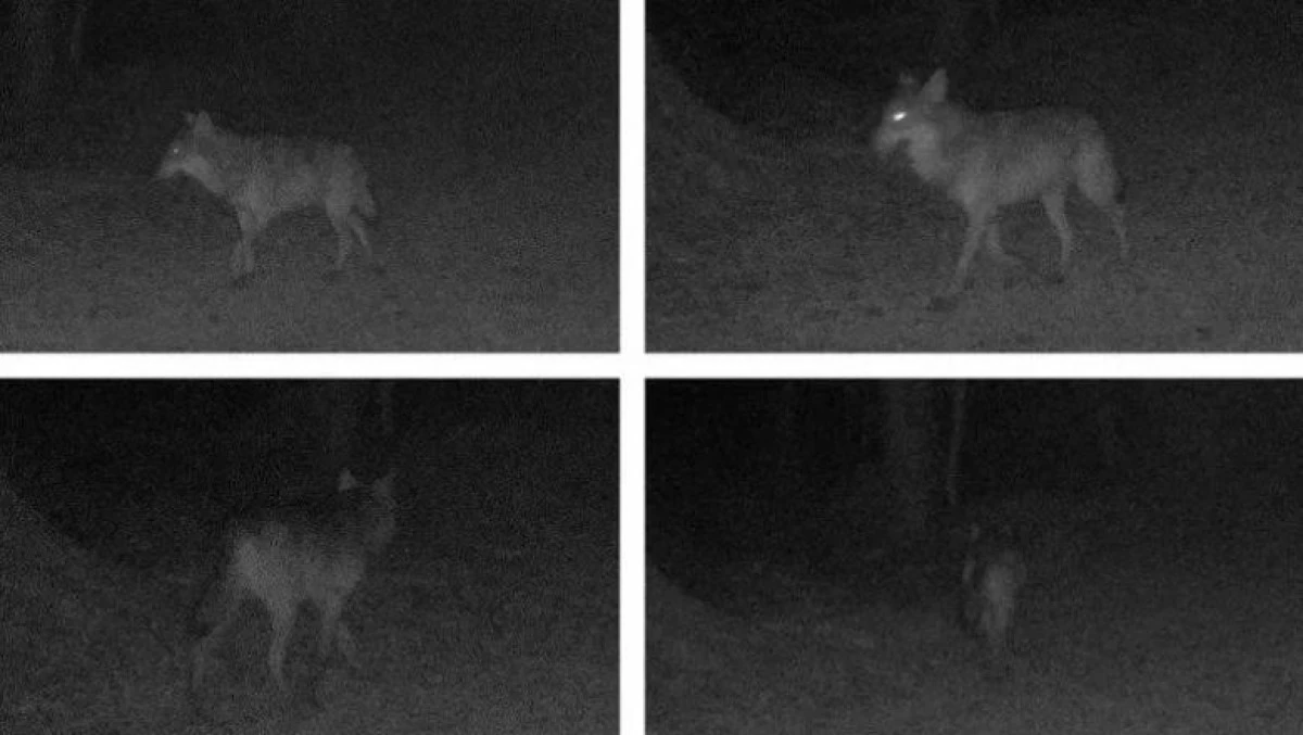 Animal văzut în nordul Franței pentru prima dată după 100 de ani