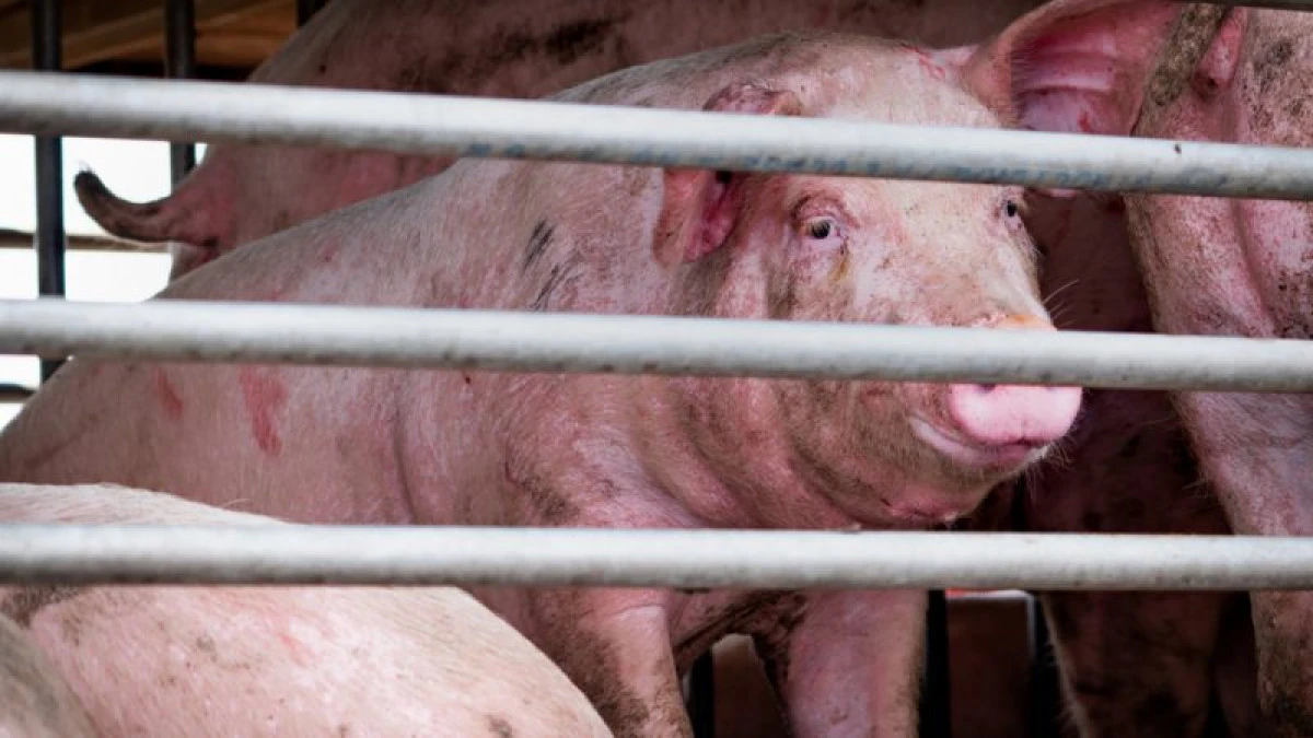 ANSVSA anunţă măsuri pentru prevenirea răspândirii virusului pestei porcine