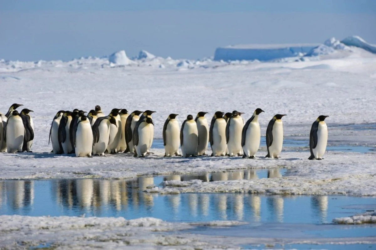 Antarctica este pregătită pentru tricouri cu mânecă scurtă