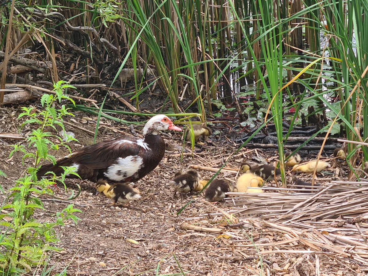 Apel al Administrației Parcului Natural Lunca Mureșului: Nu abandonați animale în aria protejată! Amenzi de până la 50.000 de lei