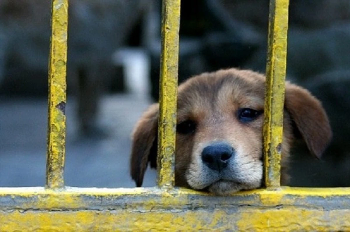 Apelul MAI către românii care au animale