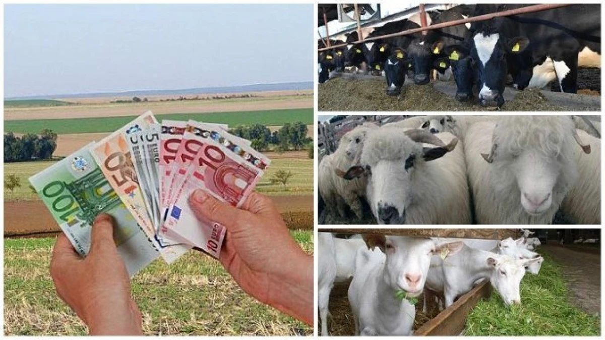 APIA începe plata ajutorului de stat în sectorul creşterii animalelor