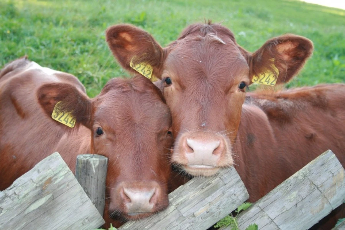 APIA începe plata ajutorului de stat pentru ameliorarea raselor de animale