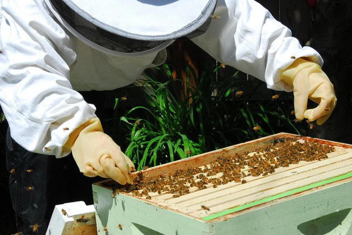 Apicultorii arădeni au obţinut o producţie de miere mai bună decât în 2020
