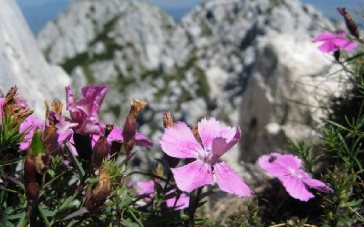 Aproape 600 de specii de plante au dispărut în ultimii 250 de ani