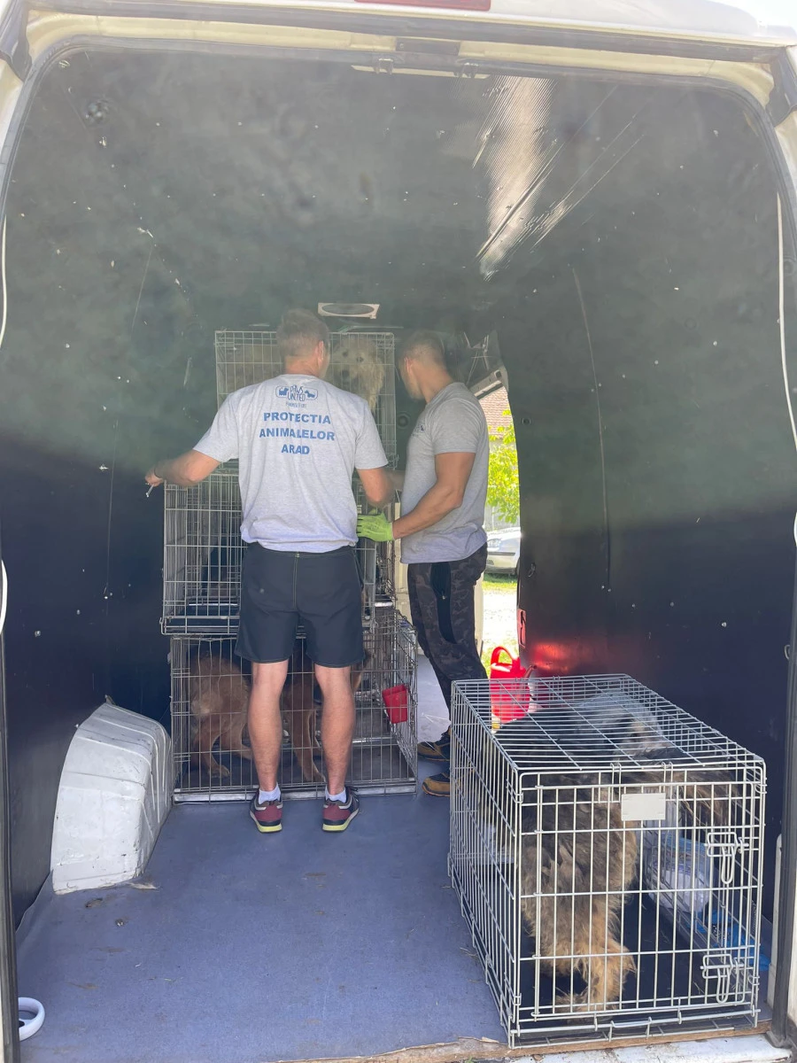 Aproximativ 100 de câini, plasați în adăpost de polițiștii Biroului pentru Protecția Animalelor
