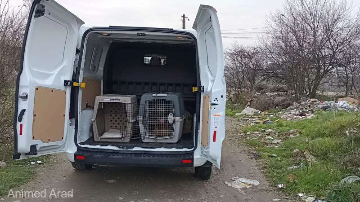 Arad: O asociaţie a încercat să sterilizeze gratuit câini oferind şi bani, dar oamenii au refuzat