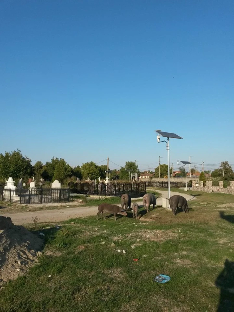 Aradul e în faţă! Porcii au invadat cimitirul „Pomenirea”