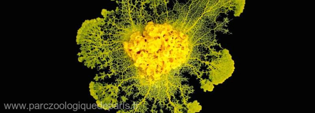Arată ca o ciupercă dar se comportă ca un animal. Organism misterios, dezvăluit de Grădina Zoologică din Paris