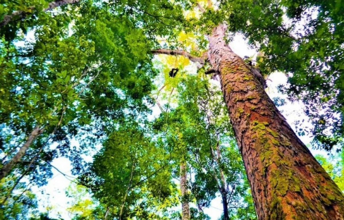 Arbore de 88 de metri înălțime, descoperit în Amazonia