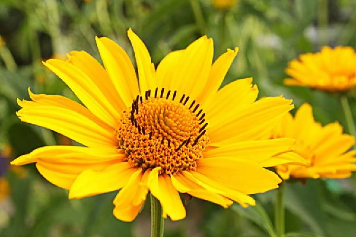 Arnica, floarea cu un puternic efect antiinflamator