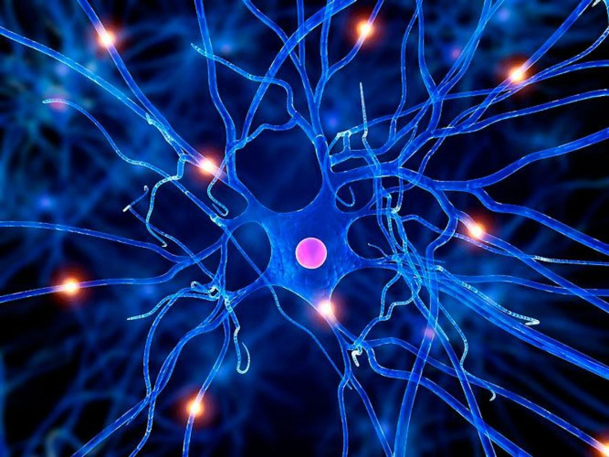 Au fost creați neuronii artificiali care pot repara circuitele nervoase din creier
