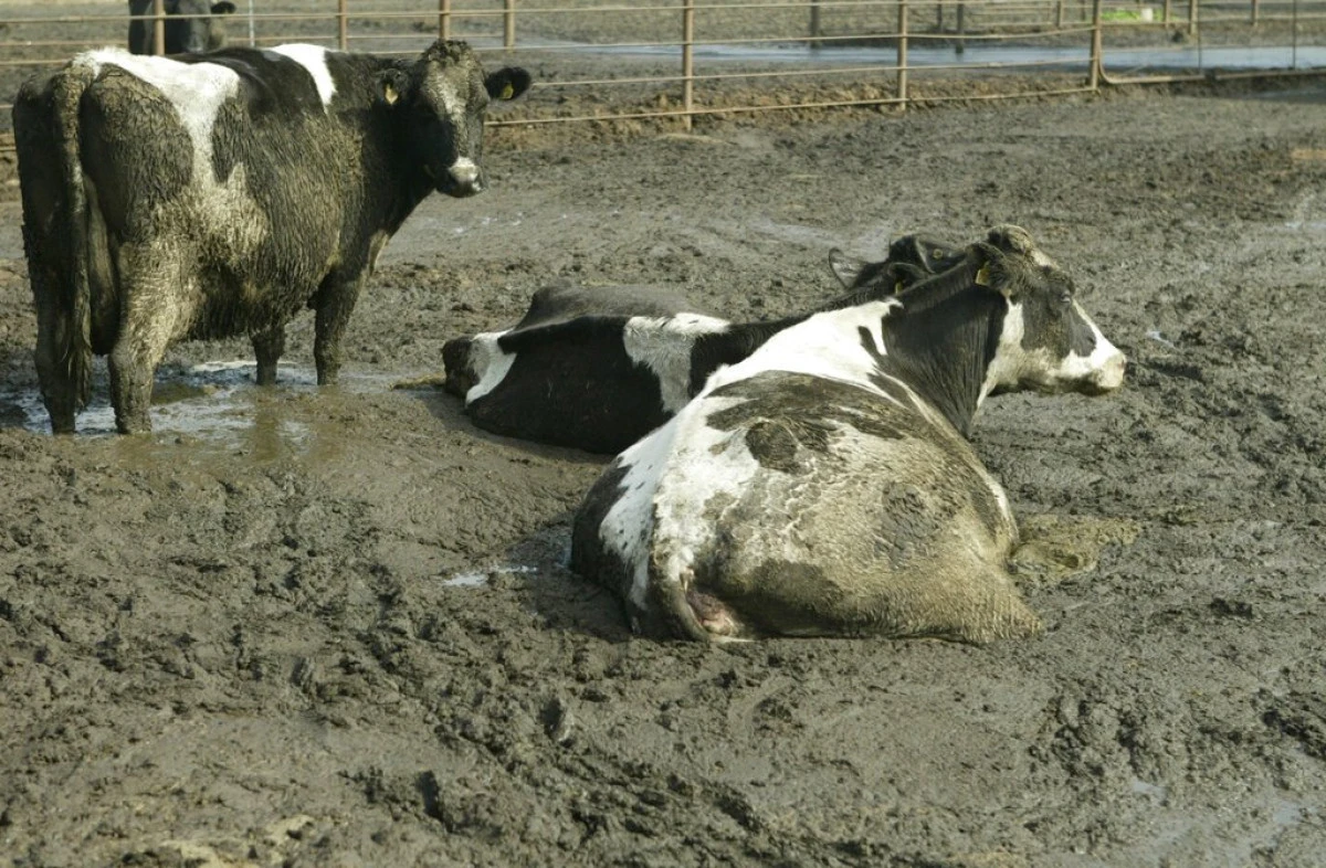 Autorităţile au descoperit o crescătorie de vaci improvizată în Păuliș. Animalele erau ținute sub cerul liber şi în noroi până la genunchi