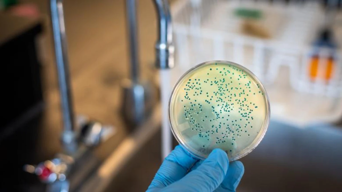 Bacteria care consumă metal, descoperită accidental după 100 de ani